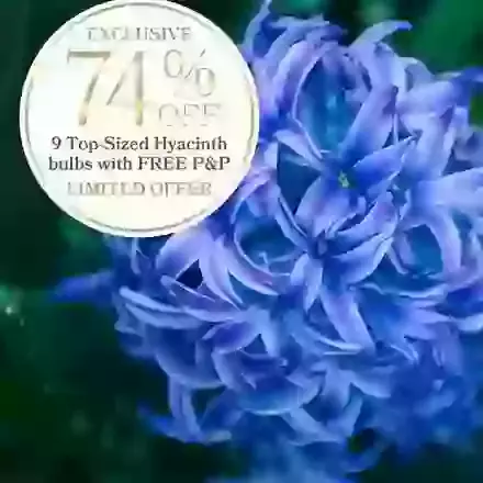 9 Multiflowering Hyacinths